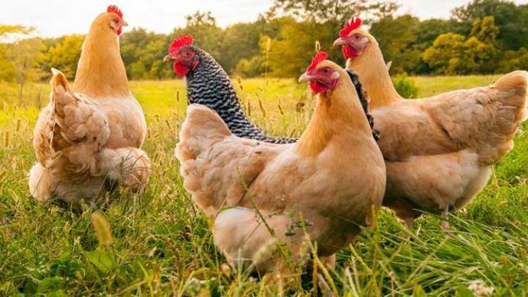 Cara Sukses Bisnis Ternak Ayam Kampung