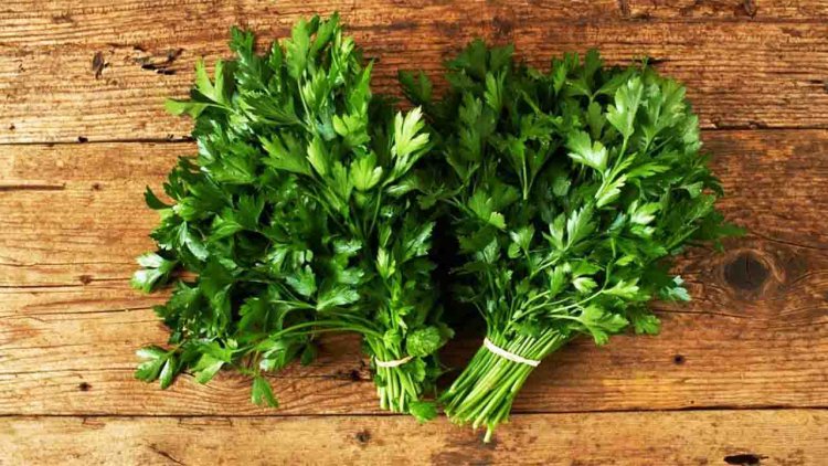 Manfaat Parsley Untuk Kesehatan