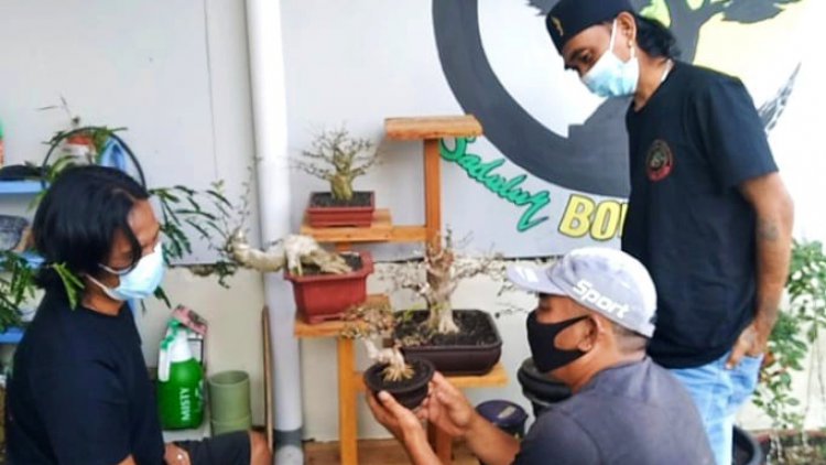 Berkah Pandemi, Komunitas Bonsai Cikondang Raup Jutaan Rupiah