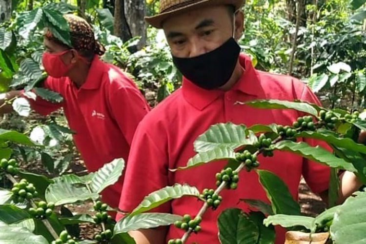 Hebat! Petani Kopi Tasikmalaya Raup 500 Juta