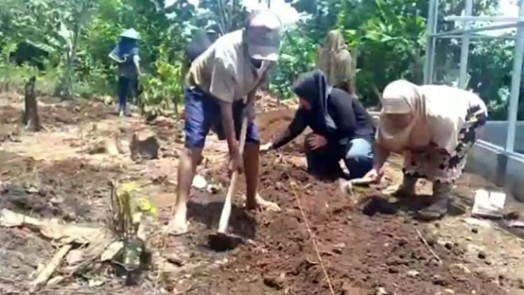 Tingkatkan Ekonomi Dimasa Pandemi, KWT Mekar Sari Madiasari Terus Bercocok Tanam