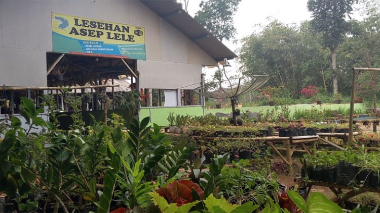 Lesehan Asep Lele, Rumah Makan Nuansa Alam dan Kebun Bunga