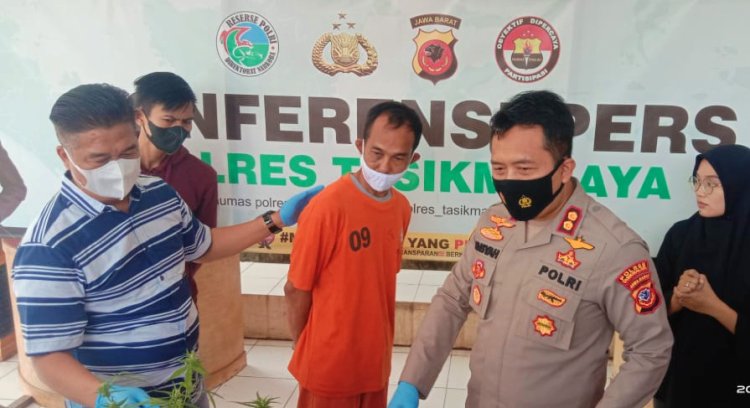 Pemilik Lahan Ganja Jadi Tersangka, Polisi Segera Ungkap Pemasok Bibit