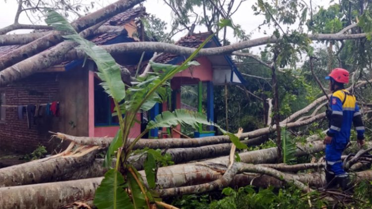 Rekap Bencana Tiga Hari Terakhir, Pohon Tumbang Mendominasi