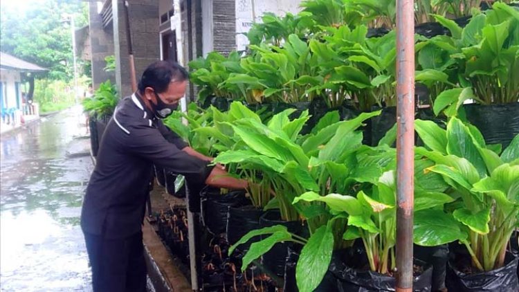 Poktan Sajatina Makmur Manfaatkan Pekarangan Rumah Tanam Kunyit Hitam