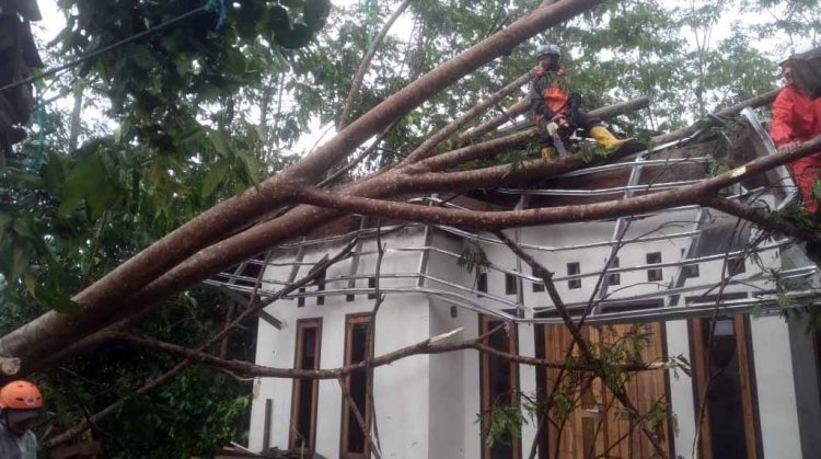 Pohon Tumbang Timpa Tiga Rumah di Purbaratu