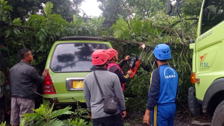 Sebuah Pohon Besar di Alun-alun Singaparna Tumbang Timpa Tiga Kendaraan