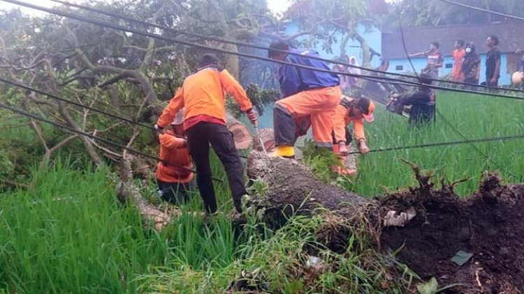 Disapu Angin Kencang, Puluhan Pohon di Kota Tasik Tumbang