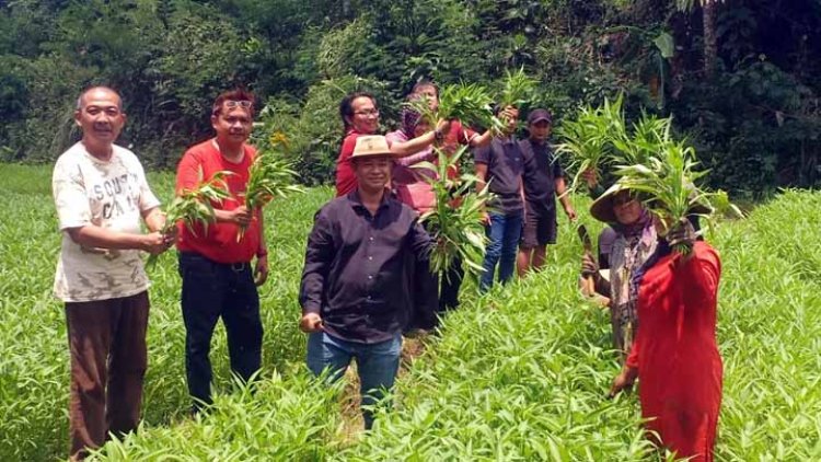 Wakil Ketua DPRD Kota Tasik Panen Kangkung