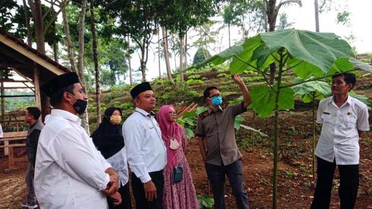 Direktur Bapennas Kunjungi Bioflog dan Perkebunan Kayu Balsa Desa Pasirbatang