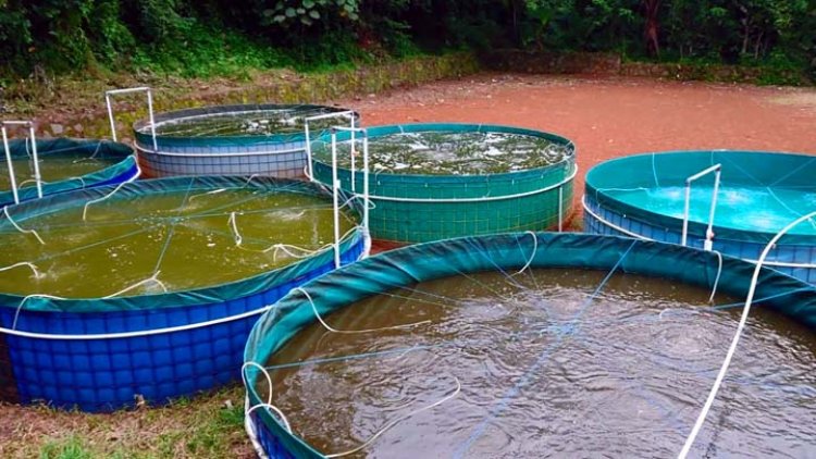 Budidaya Nila Sistem Bioflok di Desa Pasirbatang Kian Berkembang