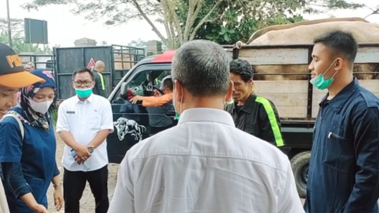 17 Sapi dan Kerbau Dinyatakan Positif PMK di Tasikmalaya, Dinas Peternakan Lakukan Ini