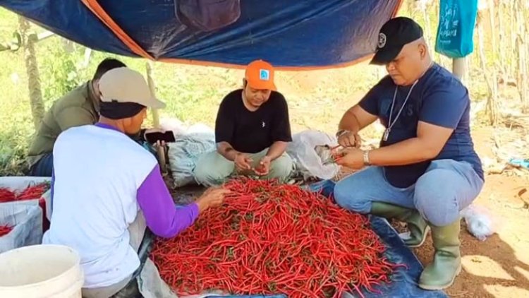 Petani Cabai Kriting di Ciamis Panen Perdana