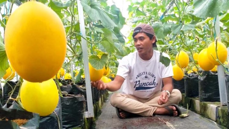 Gebyar Petik Melon Jadi Ajang Edukasi Siswa