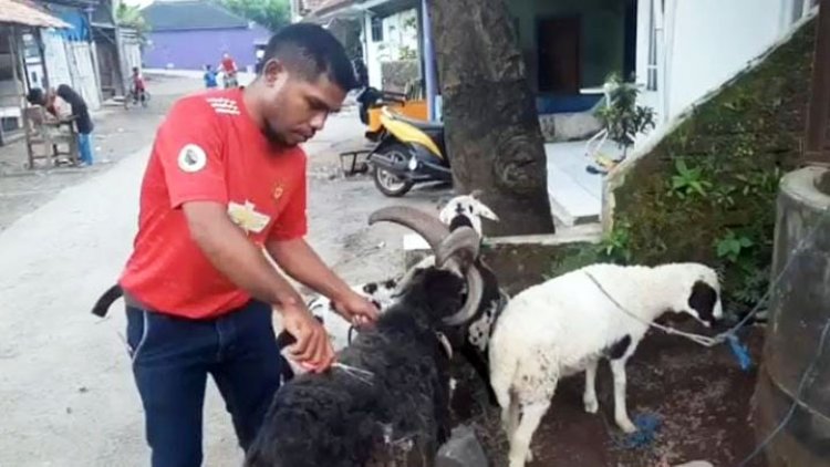 Unik, Domba Bertanduk Empat Jadi Tontonan Warga