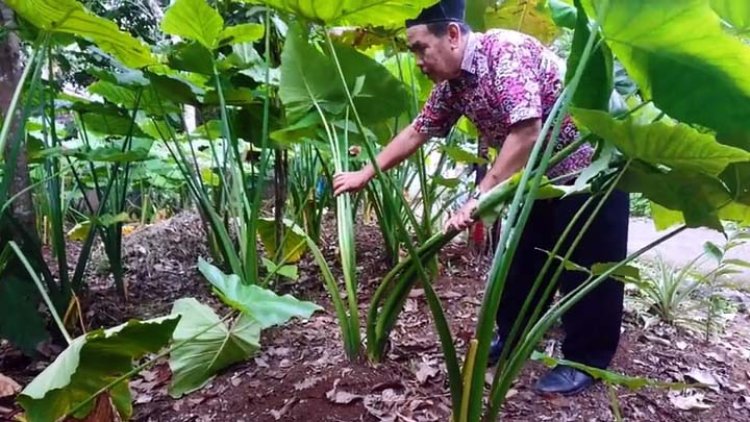 Ketahanan Pangan Dua Desa di Cineam Tanam Talas Beneng dan Budidaya Ikan