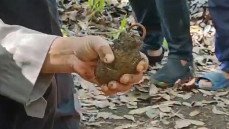 Mujur, Petani Tasikmalaya Panen Porang Malah Dapat Dua Granat Nanas