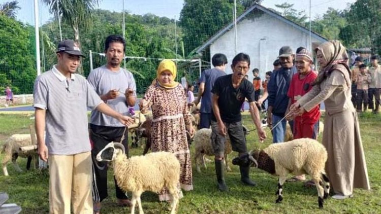 Desa Cikondang Konsentrasi Pengemukan Domba