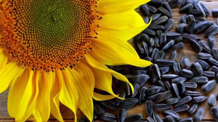 Selain Dijadikan Kuaci, Inilah 5 Manfaat Biji Bunga Matahari