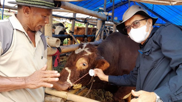 Pastikan Sapi Sehat, DKPPP Kota Tasik Sambangi Kandangnya