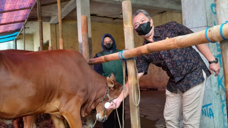 Jelang Idul Adha, Komisi II DPRD Kota Tasik Cek Lapak Penjual Sapi