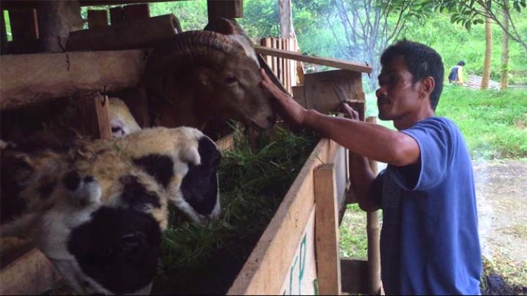 Ternak Domba Taruna Tani Kampung Salapan 'Mantap'