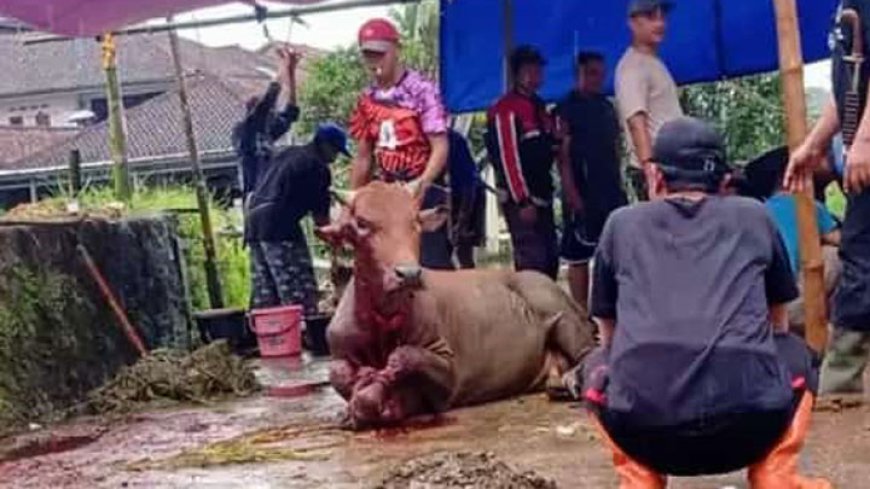 Allahu Akbar! Sapi Kurban Ini Bertahan 4 Jam Meski Leher Nyaris Putus