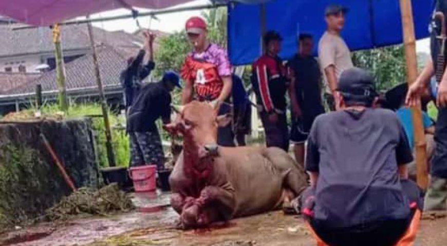 Menegangkan! Usai Disembelih, Seekor Sapi di Cipeundeuy Kab. Tasik Tiba tiba Berdiri