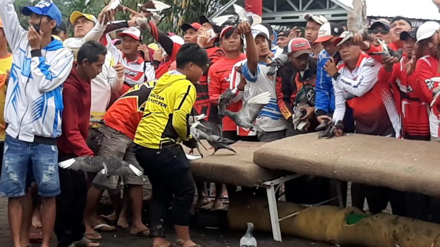 Ribuan Peserta dari Seluruh Indonesia Ikuti Liga Penggemar Merpati Tinggi Seri Tasikmalaya