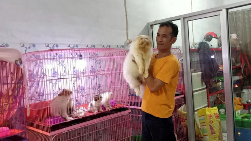 Buka Usaha Breeding Kucing, Sudrajat Raup Untung Puluhan Juta Rupiah