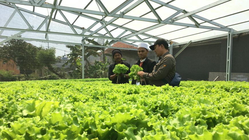 Desa Tanjungpura Mandirikan Warga Melalui Tani Hidroponik Tanaman Salad