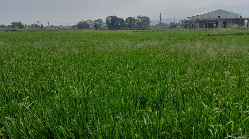 5.296 Petani di Kota Tasik Dapat Polis AUTP dari Pemerintah