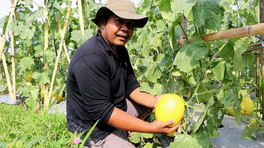 Siswa SMK Negeri Karangjaya Kembangkan Budidaya Golden Melon