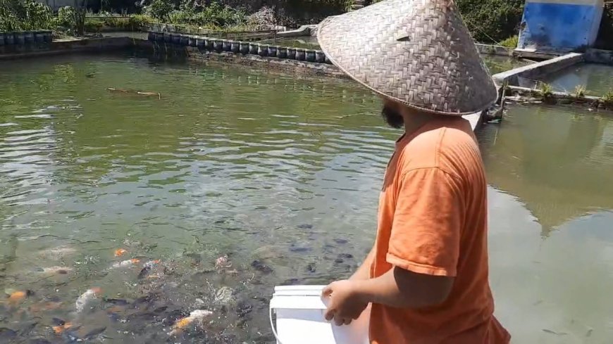 Sukses Budidaya Koi dan Nila, Petani Ikan Asal Parungponten Raup Untung Belasan Juta Perbulan