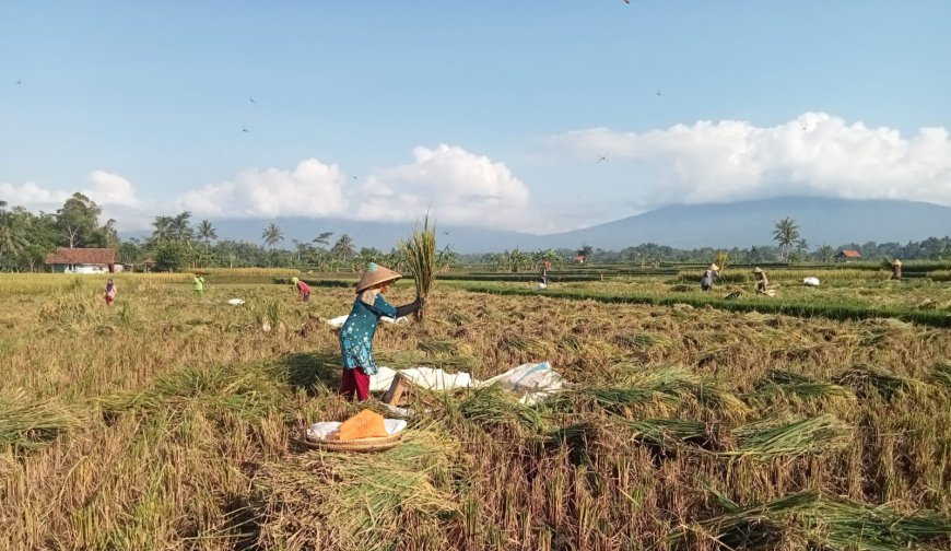 Sebagian Warga Kab. Tasik Tak Terpengaruh Kenaikan Harga Beras