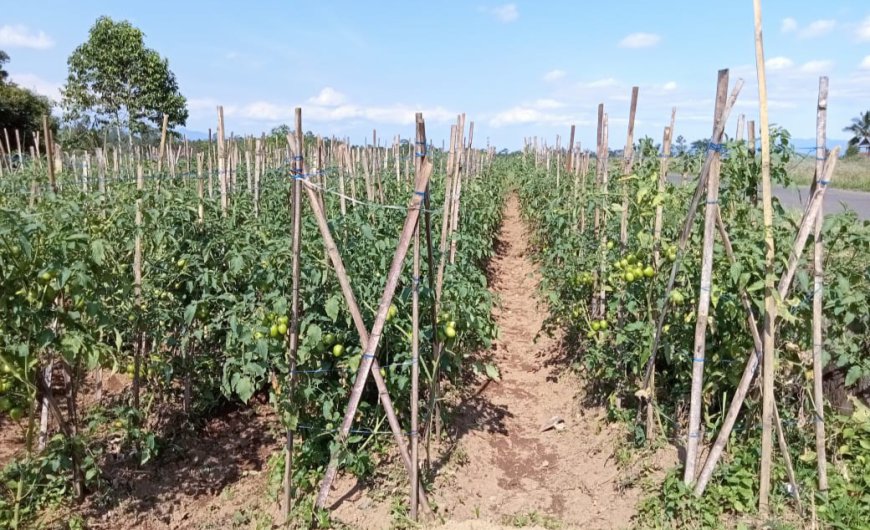 Harga Melambung Tinggi, Petani Tomat di Cigalontang Sumringah