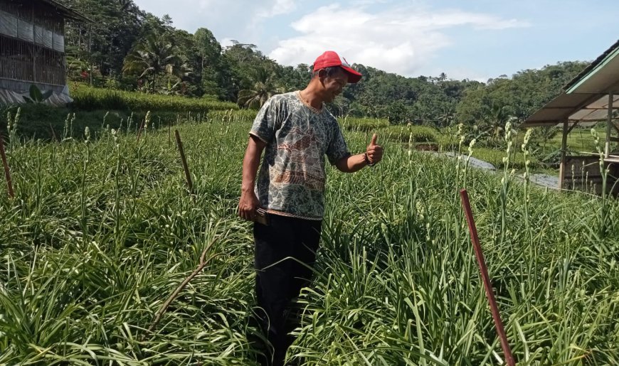 Penuhi Pasokan, Ribuan Tangkai Bunga Sedap Malam dari Salawu Dikirim ke Jakarta