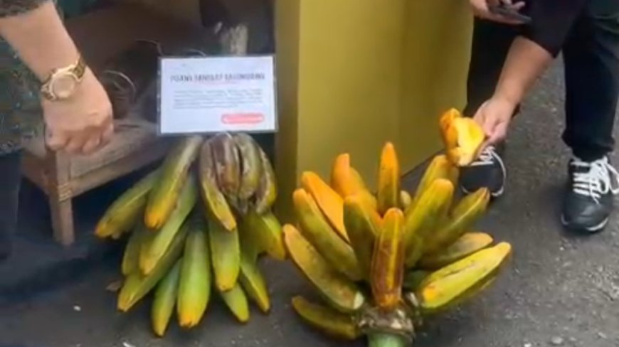 Pisang Ranggap Galunggung Jadi Primadona di WJF, Satu Buah Beratnya Setengah Kilogram
