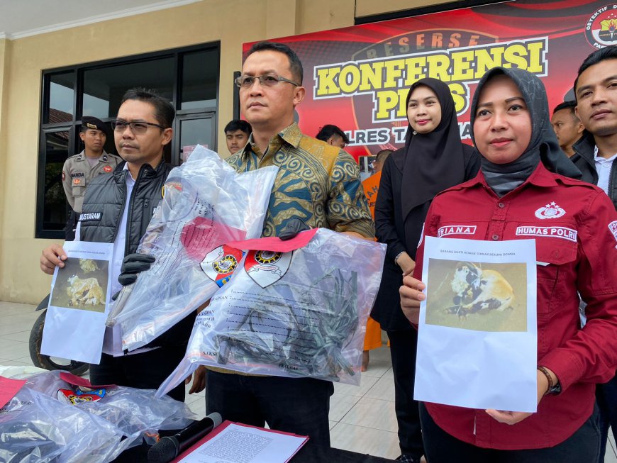 Gegara Domba Jatuh dari Mobil, Residivis Pencurian Hewan Ternak Kembali Diringkus Polisi