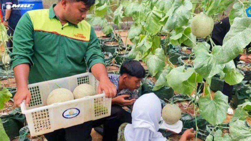 Gagas Petani Milenial, SMK PK Nurusalam Gelar Panen Melon Perdana di Green House dengan Konsep Aeroponik
