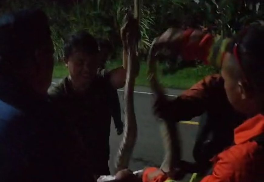 Ular Sanca Serang Tukang Ojeg di Tasikmalaya, Petugas Damkar Turun Tangan Lakukan Evakuasi