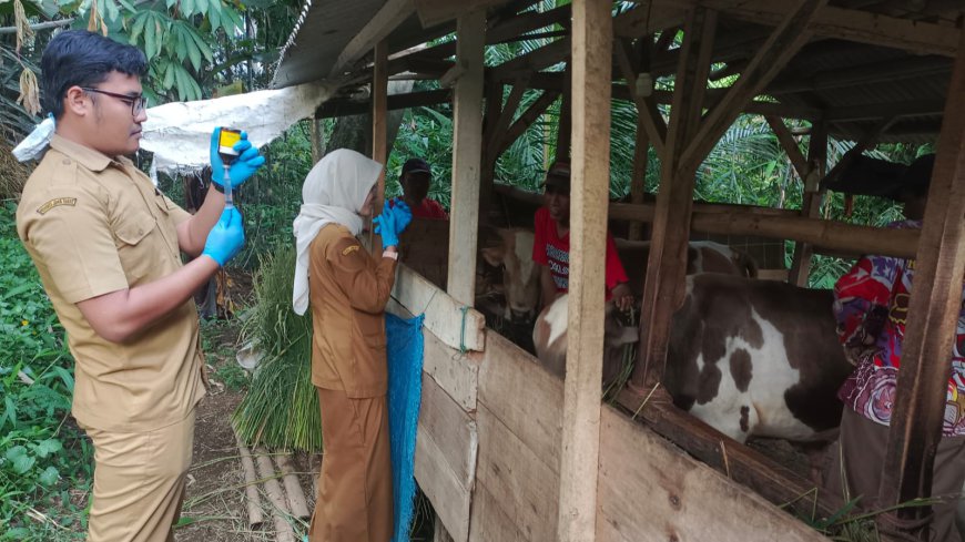 Ratusan Sapi di Tasikmalaya Selatan Terjangkit PMK, Dinas Pertanian Masif Lakukan Vaksinasi