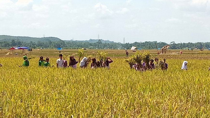 Panen Raya Padi Organik, Poktan Parikesit Pamarican Dorong Ketahanan Pangan Nasional