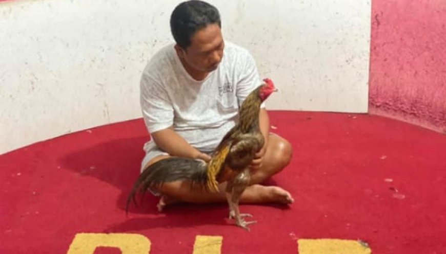 Ulah Anggota DPRD DKI Terbongkar, Diduga Sering Memeras OPD untuk Judi Sabung Ayam