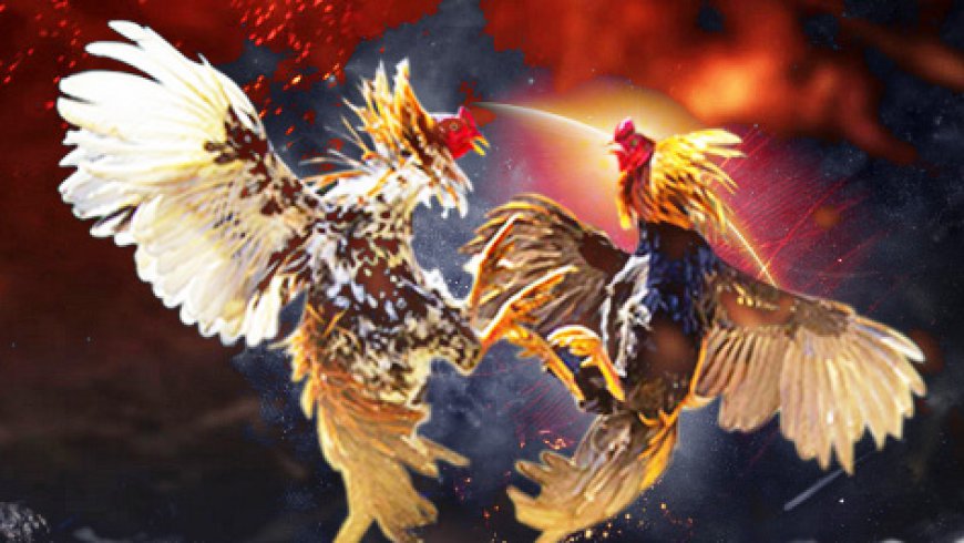 GEMAH Tuding Legislator DKI Terlibat Pemerasan Demi Judi Sabung Ayam