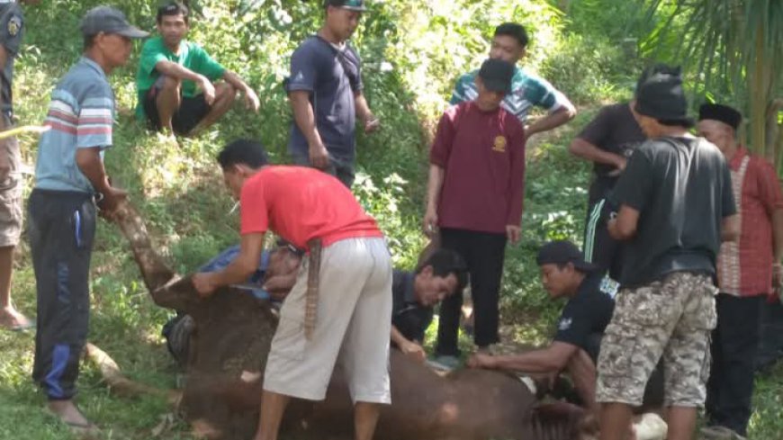 Jaga Kerukunan, Warga Non Muslim di Desa Cipanas Tasikmalaya Bantu Proses Penyembelihan Hewan Kurban