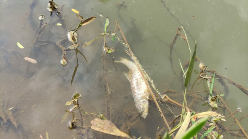 Warga Kampung Adat Naga Keluhkan Pencemaran Air Sungai Ciwulan, Desak Pemkab Tasikmalaya Bergerak Cepat